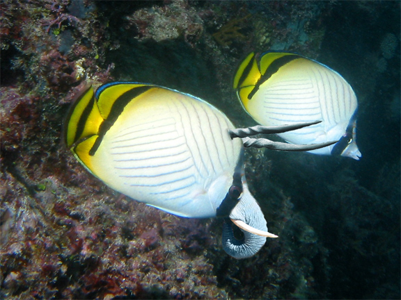 Design Photoshop par 1000gb pour DesignCrowd (Community Contests) | Design #9020368