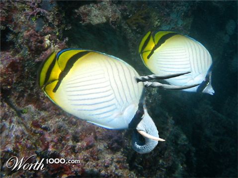 Photoshop Design by 1000gb