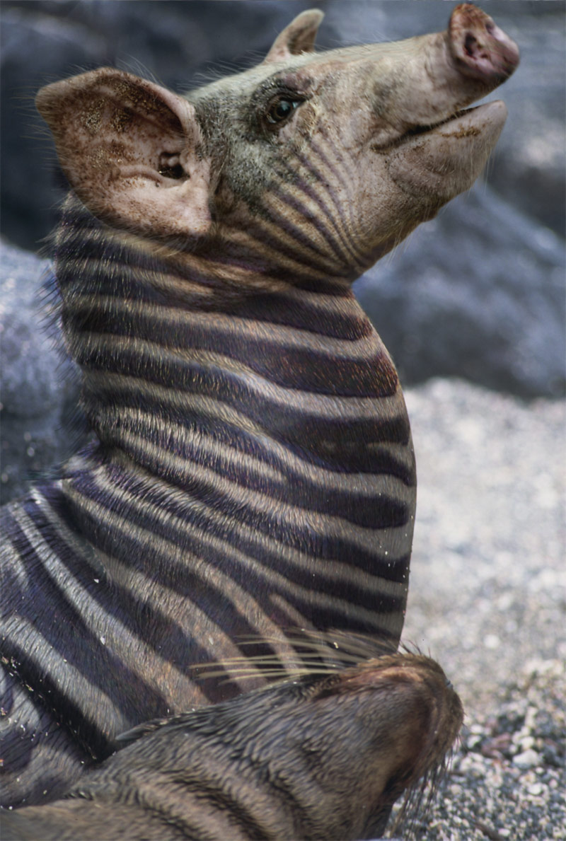 Diseño de Photoshop por Zalgren para DesignCrowd (Community Contests) | Diseño #9020492