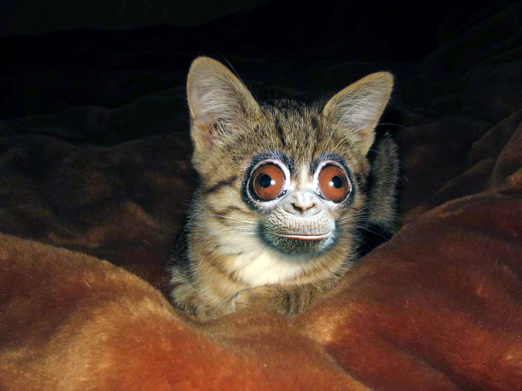 Diseño de Photoshop por RickLaMesa para DesignCrowd (Community Contests) | Diseño #9020521