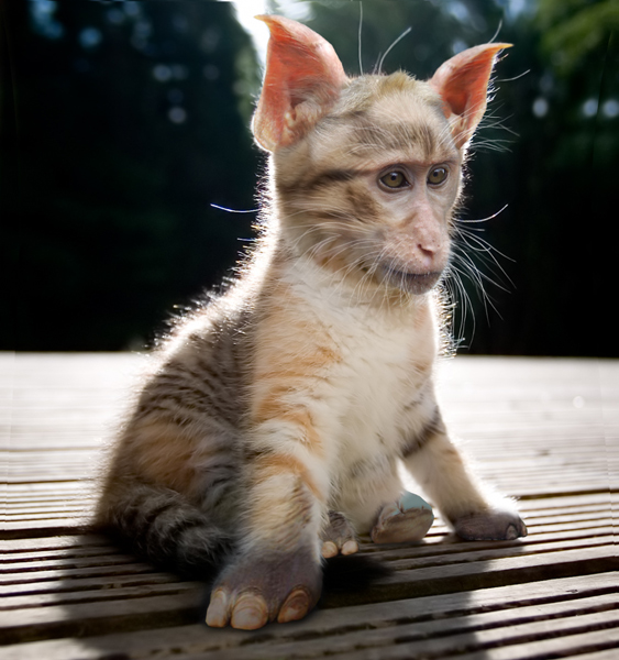 Diseño de Photoshop por HDoyer para DesignCrowd (Community Contests) | Diseño #9020523