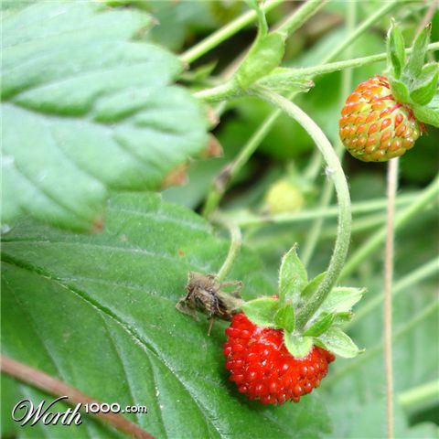 Photography by wannajo