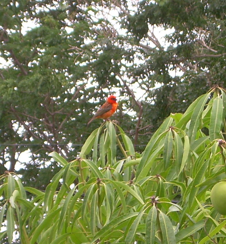 Photography by saichah for DesignCrowd (Community Contests) | Design #9022891