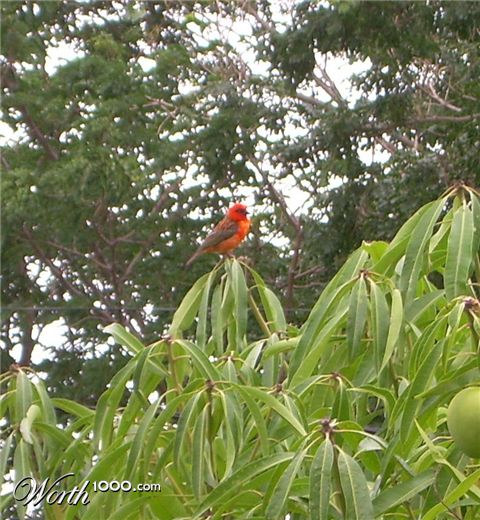 Photography by saichah