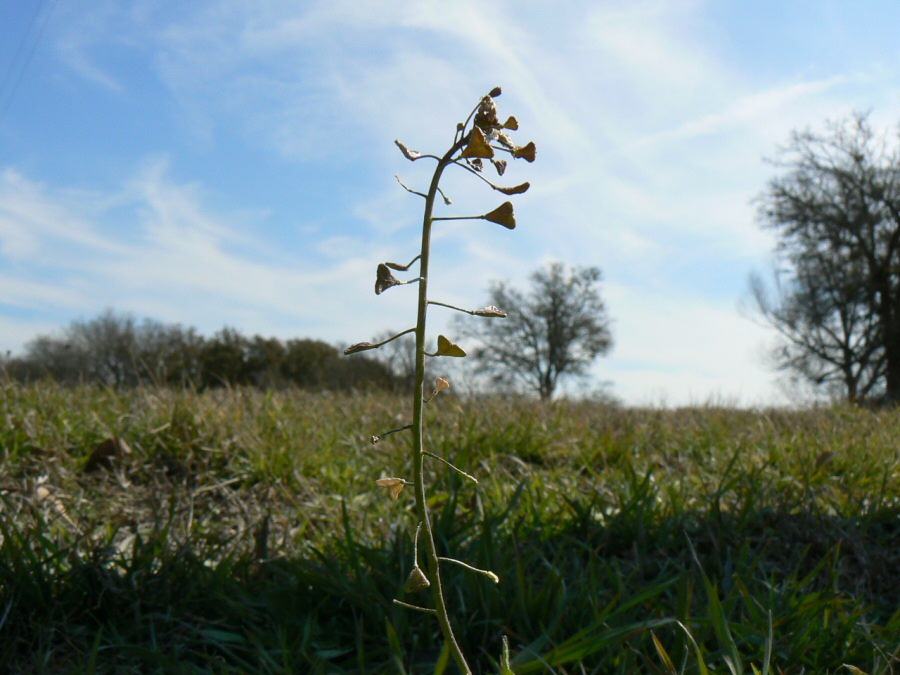 Fotografía por jennetaken para DesignCrowd (Community Contests) | Diseño #9023018