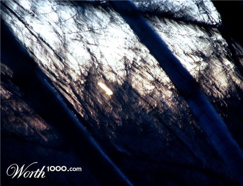 Photography by zymark