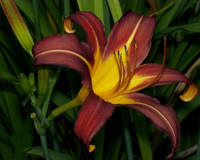 Photography by pixel8r for DesignCrowd (Community Contests) | Design #9020246