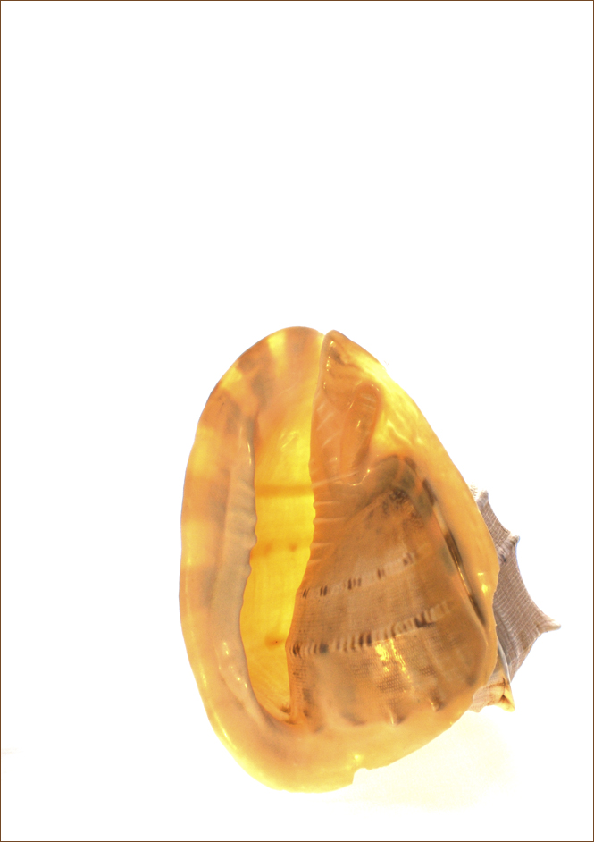 Photographie par drdonallen pour DesignCrowd (Community Contests) | Design #9028369