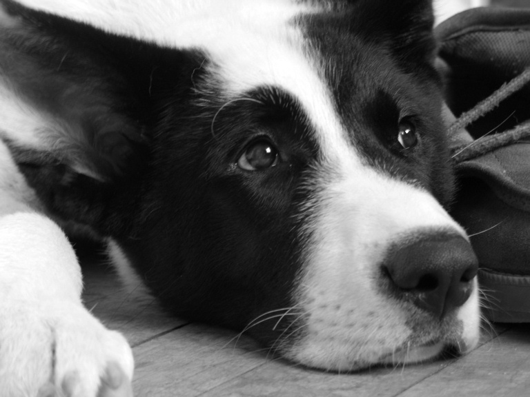 Photography by AvedaRose for DesignCrowd (Community Contests) | Design #9022957