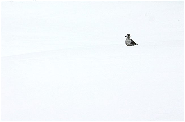 Photographie par dollyllama pour DesignCrowd (Community Contests) | Design #9022951