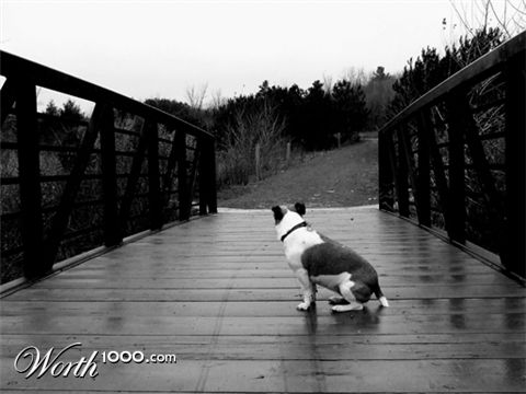 Photography by DoberWolf331