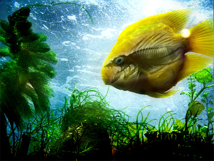 Design Photoshop par GentleZephyr pour DesignCrowd (Community Contests) | Design #9020217