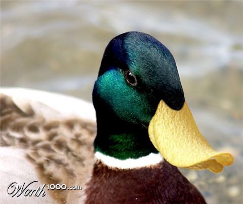 Photoshop Design by MarindH