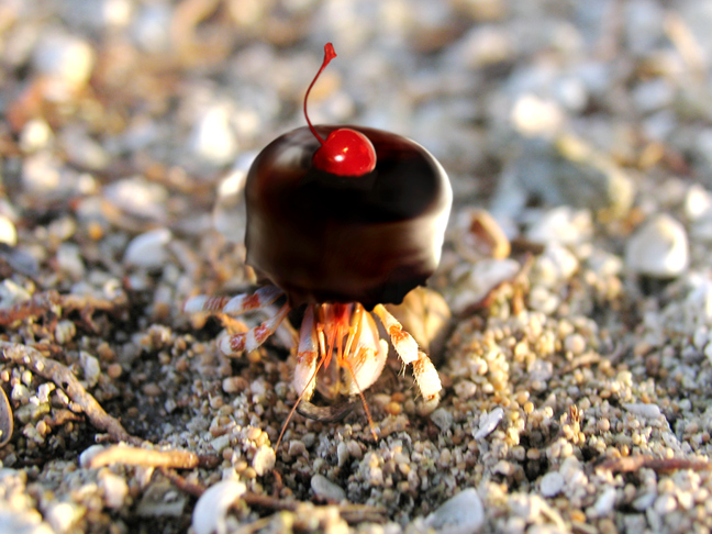 Diseño de Photoshop por plontonious para DesignCrowd (Community Contests) | Diseño #9027865