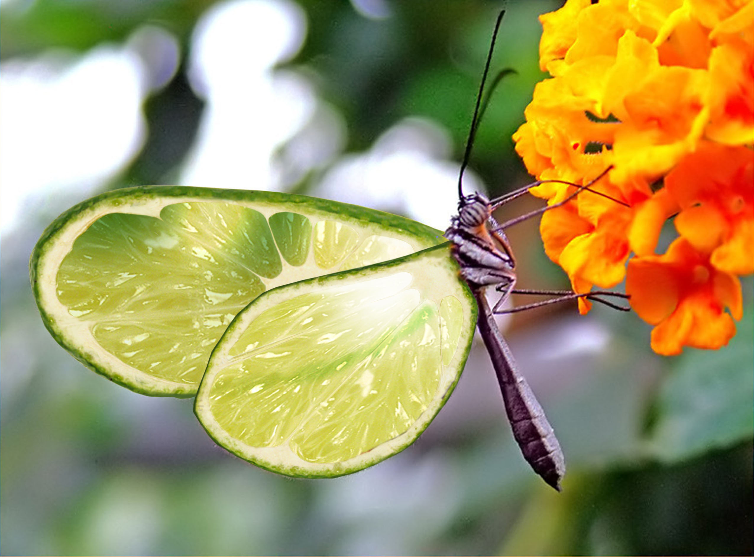 Photoshop Design by Mongoose112278 for DesignCrowd (Community Contests) | Design #9027885