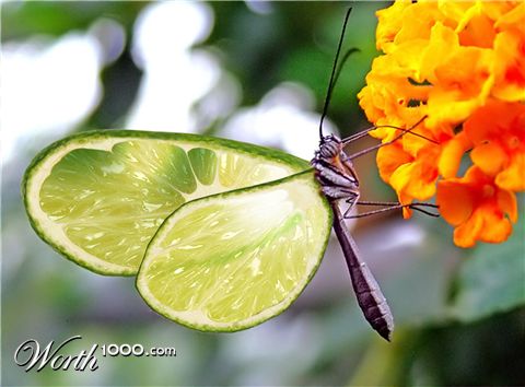 Photoshop Design by Mongoose112278