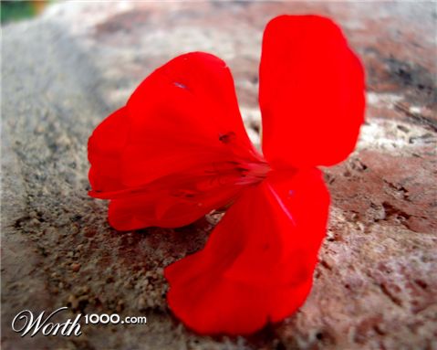 Photography by chrisulloa