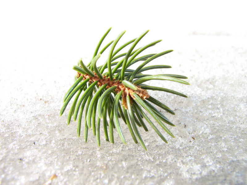 Photographie par gzusfrk pour DesignCrowd (Community Contests) | Design #9028383