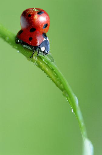 Photoshop Design by scratattack5 for DesignCrowd (Community Contests) | Design #9027945