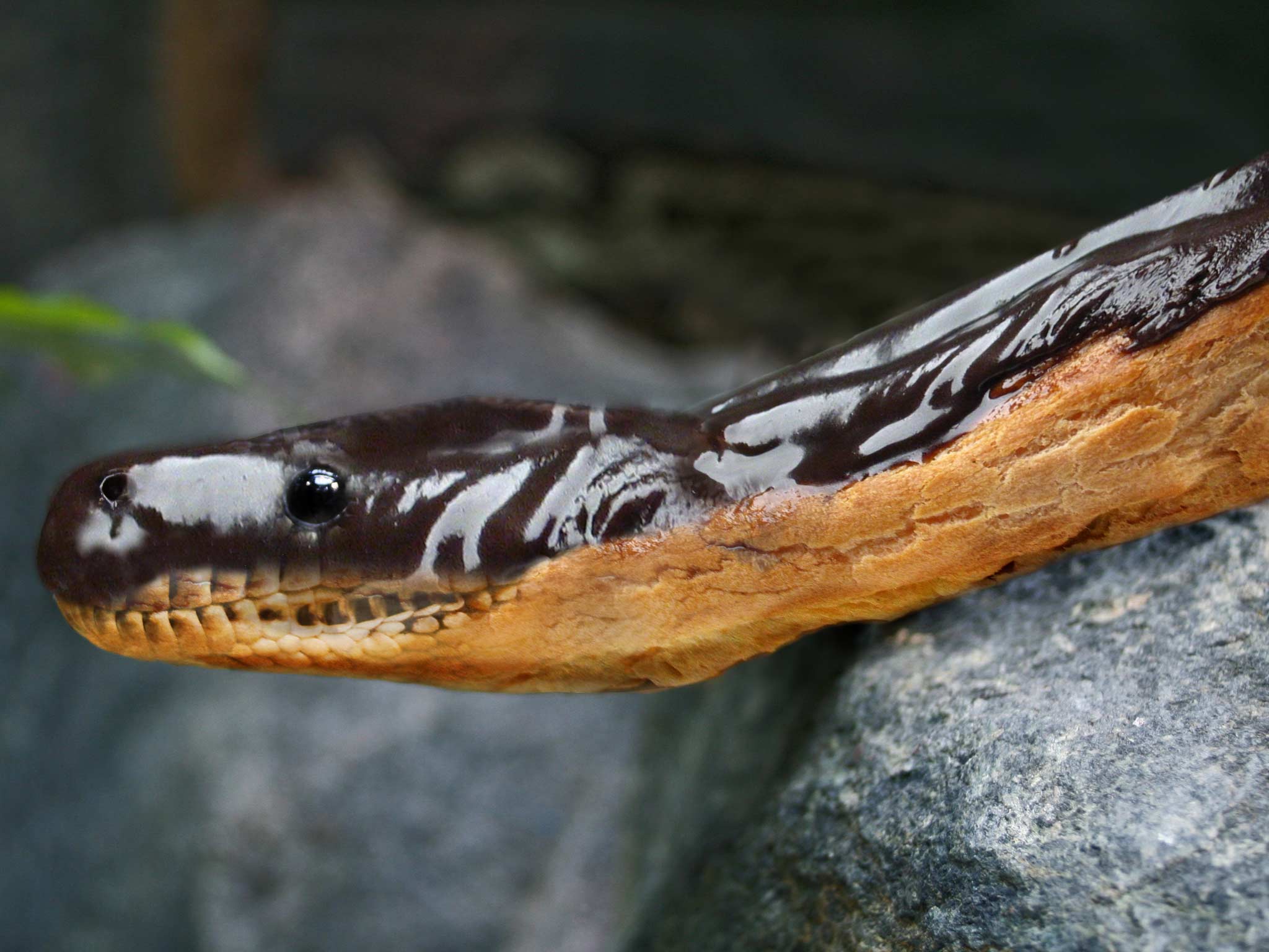 Design Photoshop par kgittoes pour DesignCrowd (Community Contests) | Design #9027988