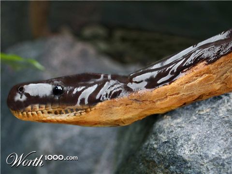 Photoshop Design by kgittoes