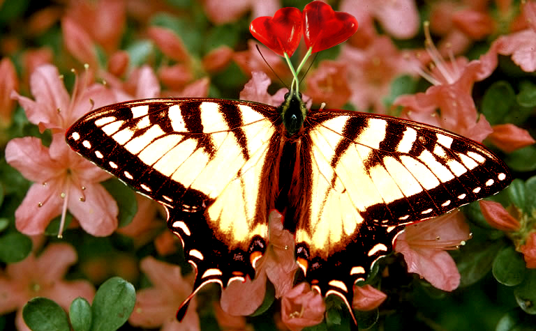 Photoshop Design by Menyes for DesignCrowd (Community Contests) | Design #9027940