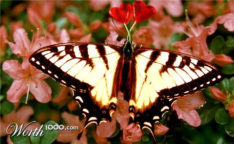 Photoshop Design by Menyes