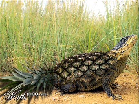 Photoshop Design by Terrence