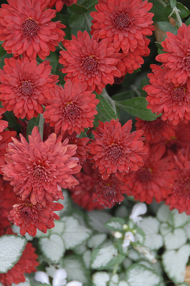 Photography by cshutt for DesignCrowd (Community Contests) | Design #9020402