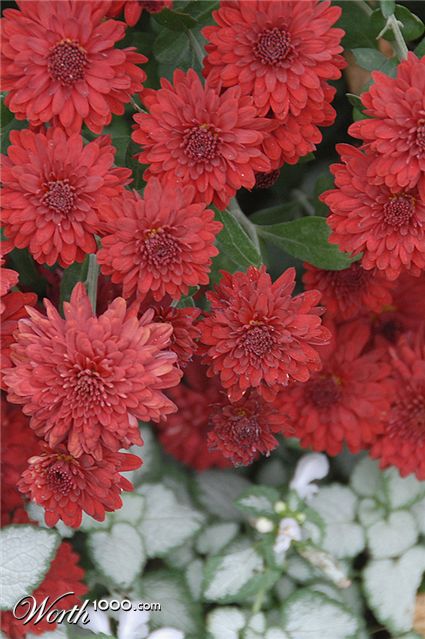 Photography by cshutt