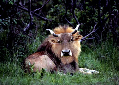 Photoshop Design by ManjushaVO for DesignCrowd (Community Contests) | Design #9024296