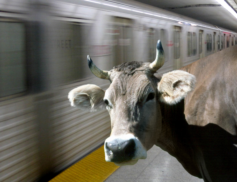 Diseño de Photoshop por plontonious para DesignCrowd (Community Contests) | Diseño #9024282