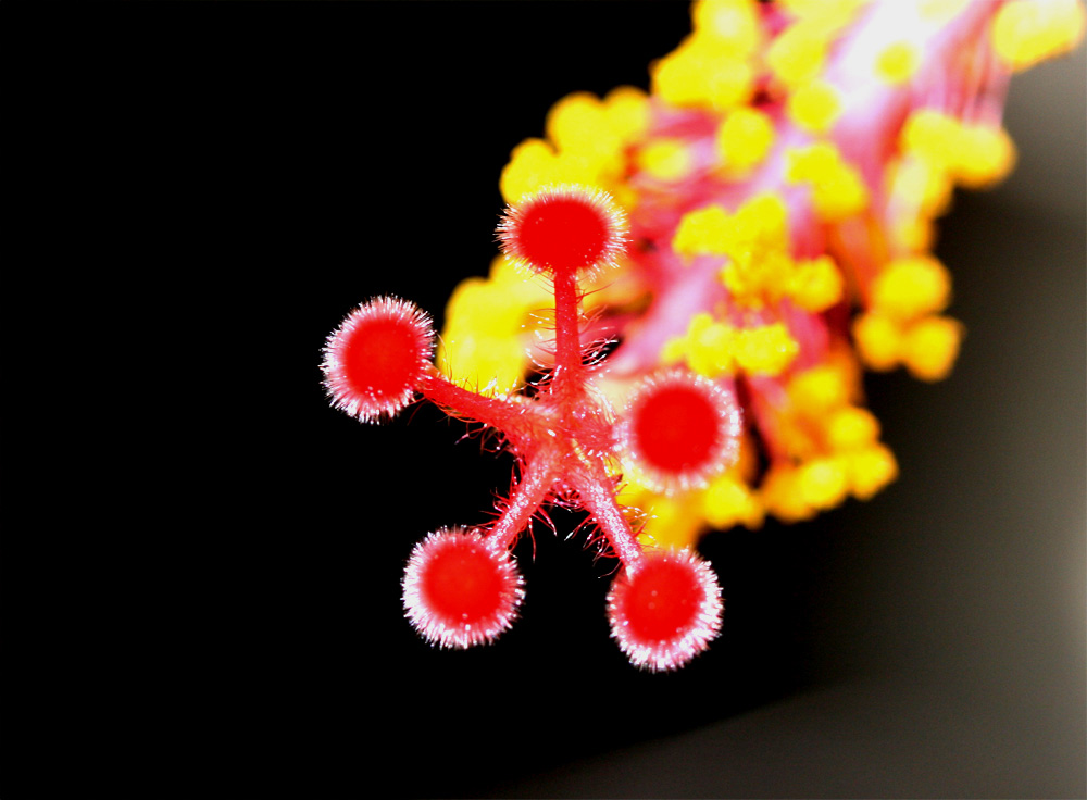 Photographie par jayjay007 pour DesignCrowd (Community Contests) | Design #9020309