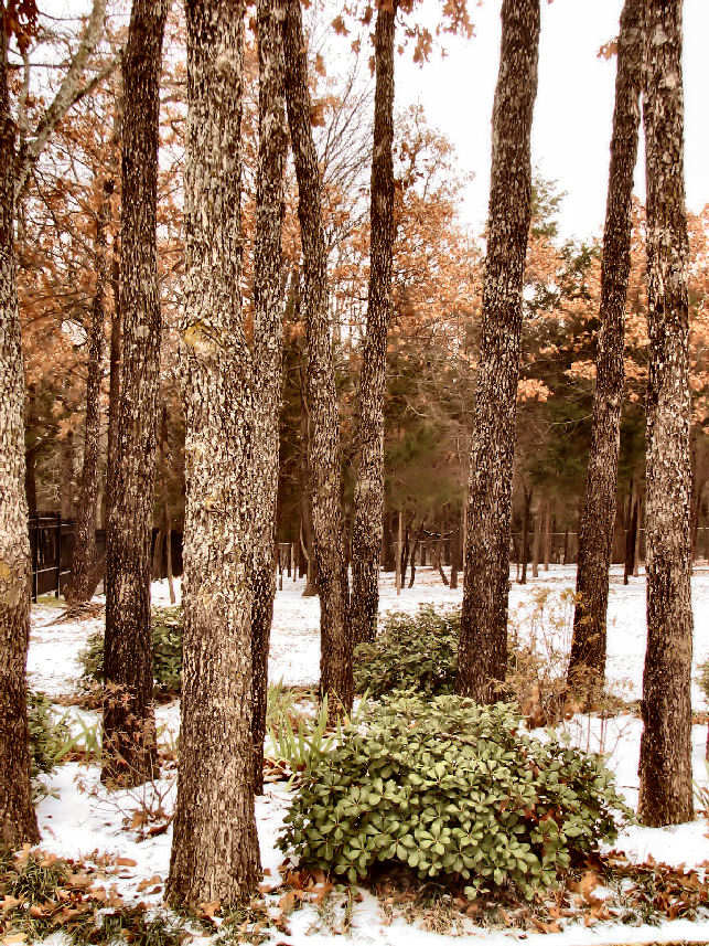 Fotografía por Suziecuchon para DesignCrowd (Community Contests) | Diseño #9027376