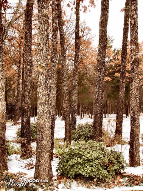 Photography by Suziecuchon