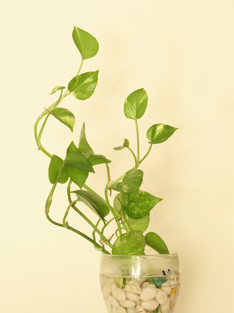 Fotografía por sachsonh para DesignCrowd (Community Contests) | Diseño #9028530