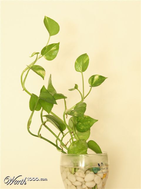 Photography by sachsonh