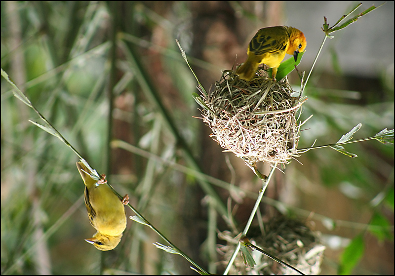 Photography by lilhorseebabee for DesignCrowd (Community Contests) | Design #9023937