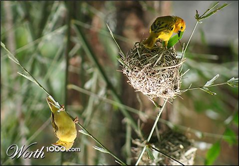 Photography by lilhorseebabee