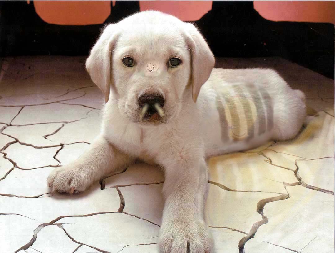 Photoshop-Design von eckdeck für DesignCrowd (Community Contests) | Design #9017453