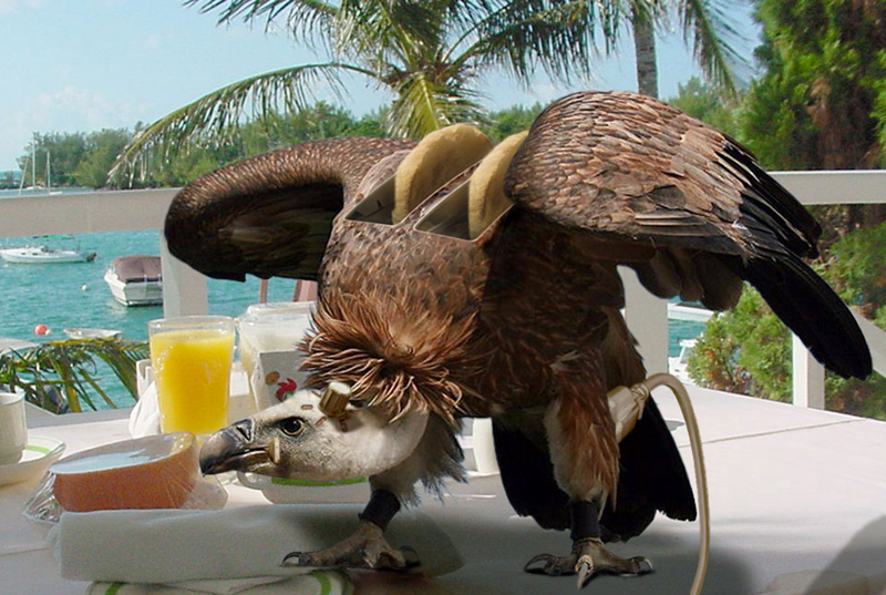 Photoshop Design by mstella for DesignCrowd (Community Contests) | Design #9017402