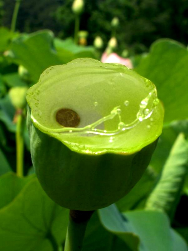 Photography by slimjewel1 for DesignCrowd (Community Contests) | Design #9022257