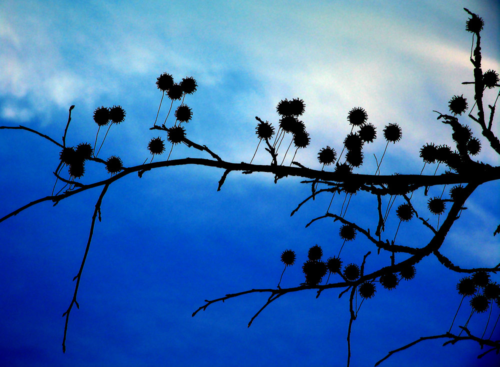 Photography by Ritu26 for DesignCrowd (Community Contests) | Design #9024007