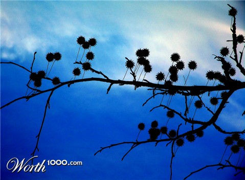 Photography by Ritu26