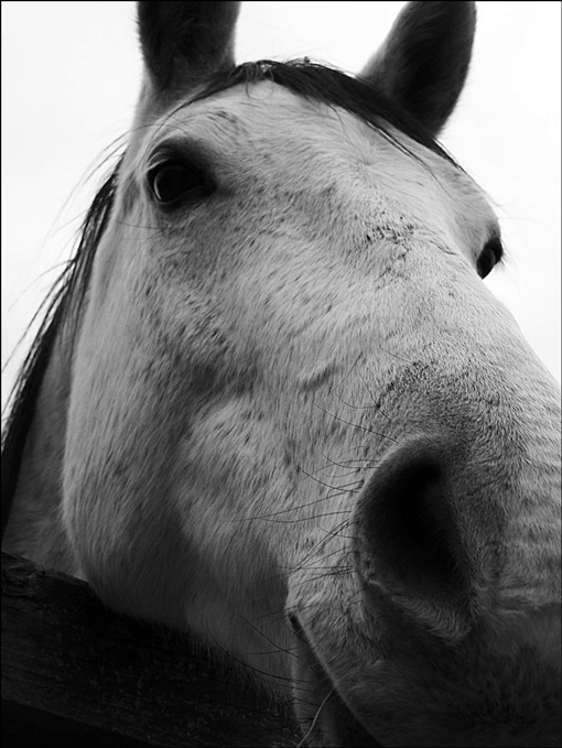 Photography by pixel8r for DesignCrowd (Community Contests) | Design #9020640