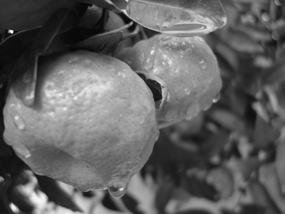 Photography by chrisulloa for DesignCrowd (Community Contests) | Design #9021217