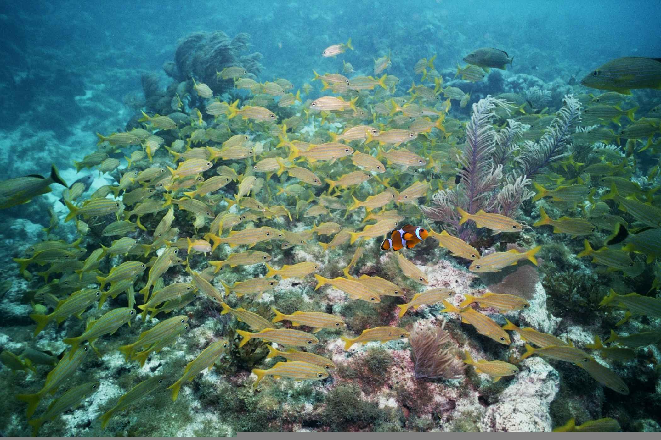 Photoshop-Design von voodoojane für DesignCrowd (Community Contests) | Design #9021225