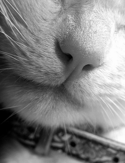 Photographie par resouzaesouza pour DesignCrowd (Community Contests) | Design #9021192