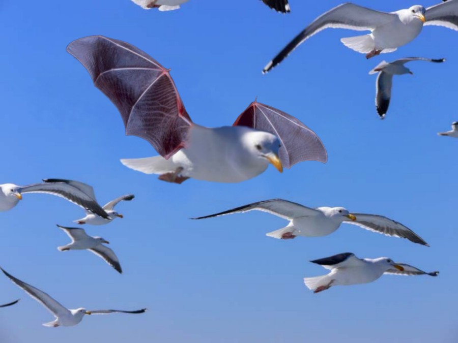 Photoshop-Design von Fishwife für DesignCrowd (Community Contests) | Design #9021249