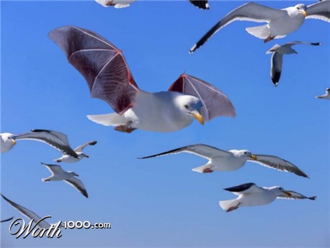 Photoshop Design by Fishwife